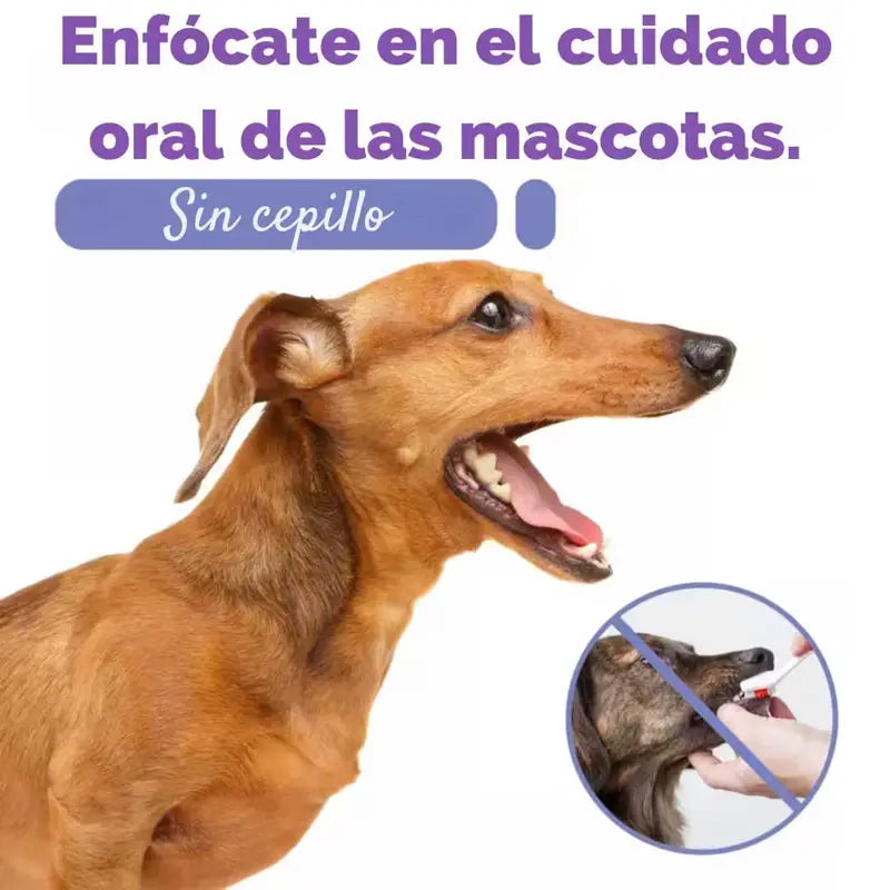 Cuidado oral de las mascotas sin cepillo