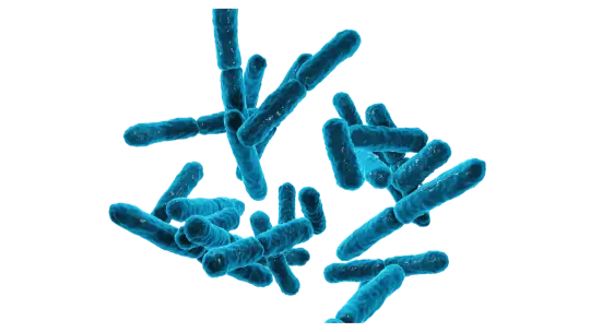 Probióticos Lactobacillus acidophilus